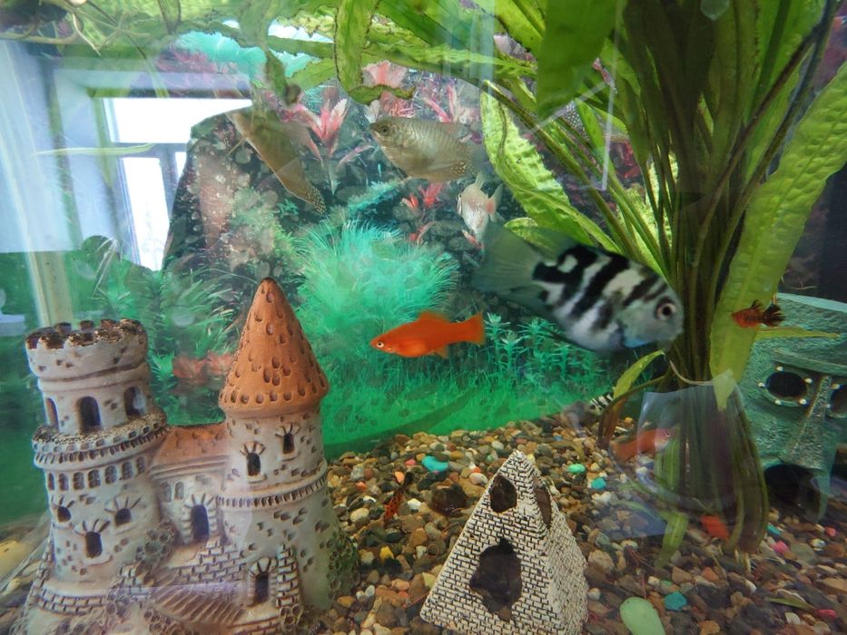 Продам скалярий, сапфировых попугаев