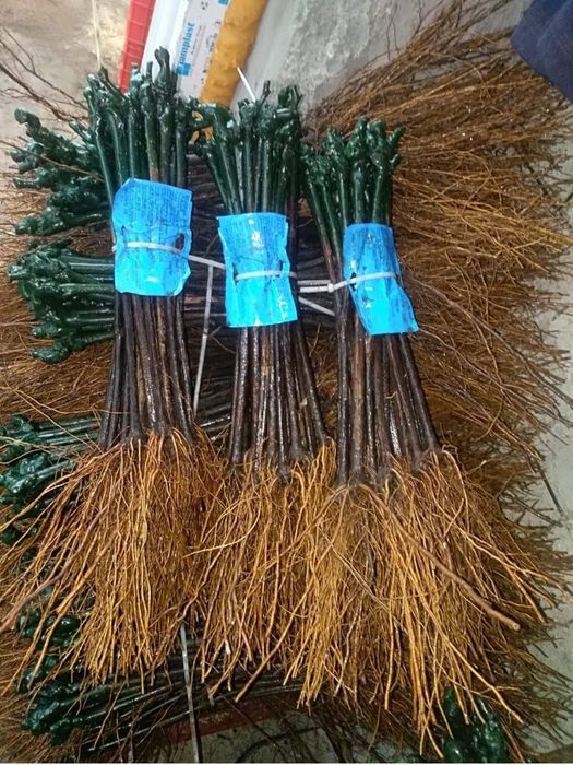 Butași viță de vie anul 2 și anul 3