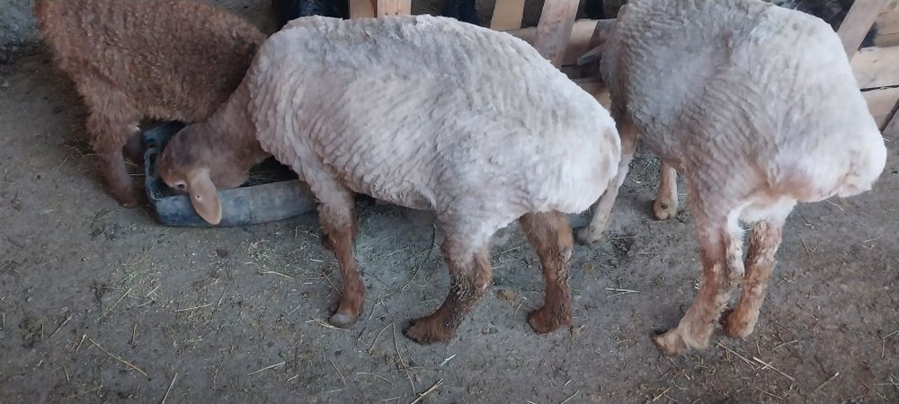 Семіз қой, тоқты