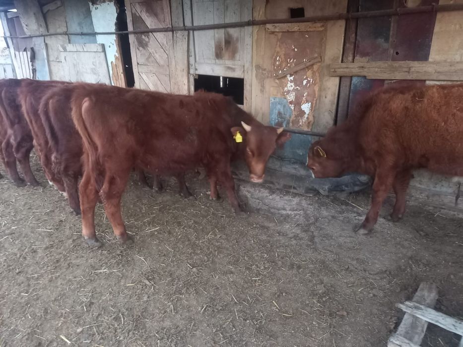 Баспақтар сатылады.