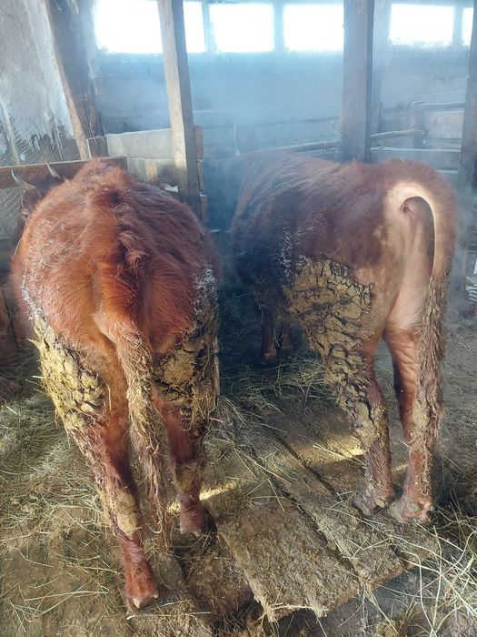 Продам КРС бык тёлка