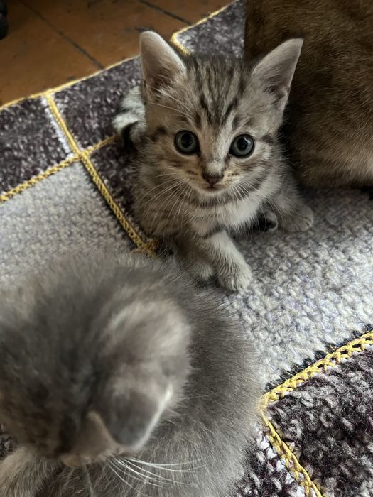 Отдам даром двух котят