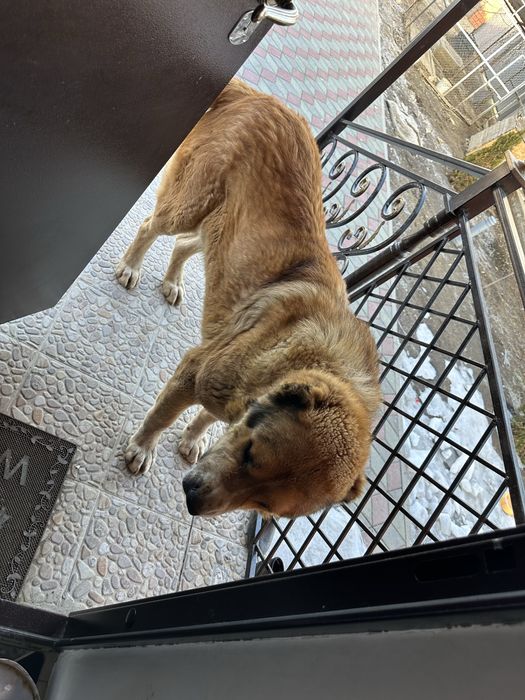 Казахский тобет для вязки.