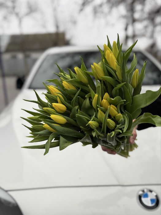 Голландские тюльпаны