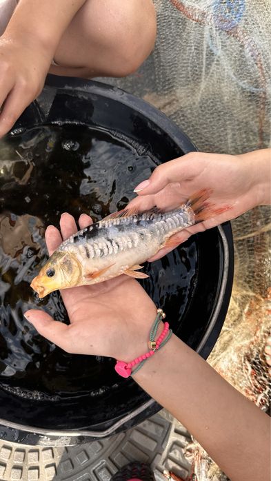 Японские Карпы Кои