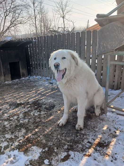 Isi cauta o noua casa