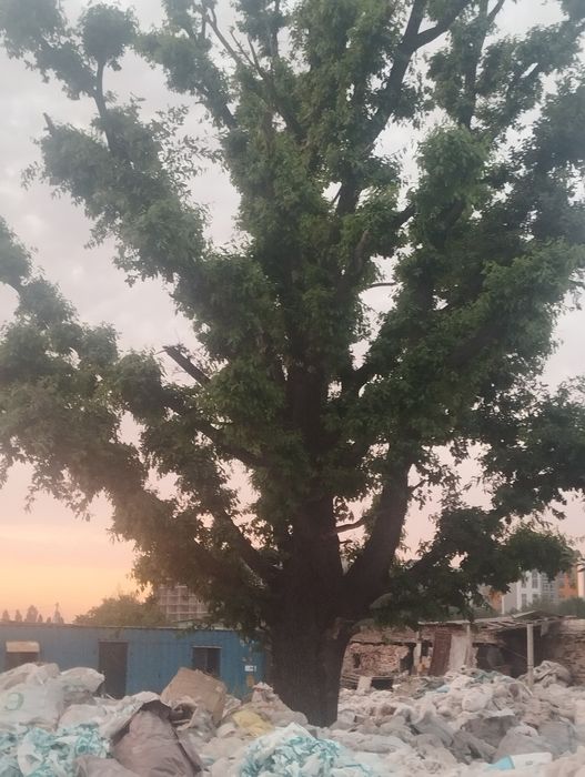 Продам дуб большой