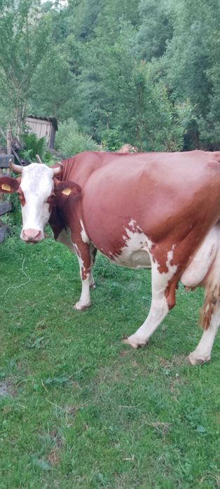 Vând vaca de lapte