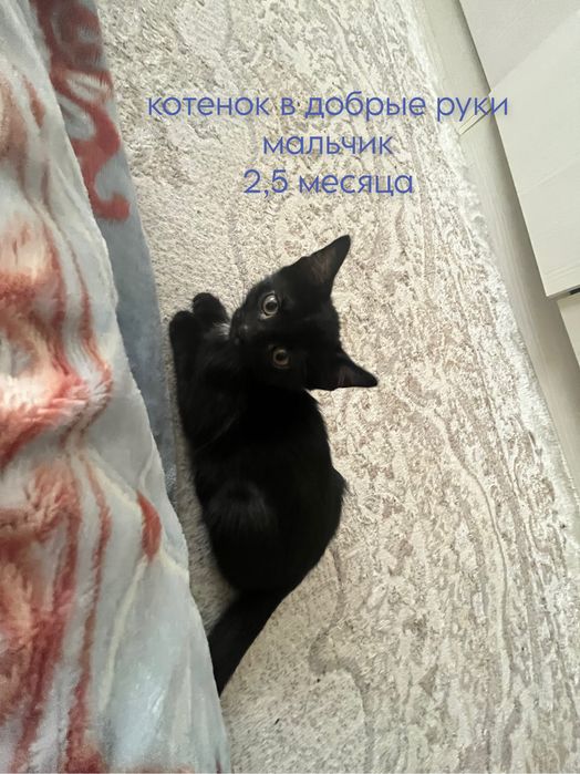 котенок мальчик в добрые руки