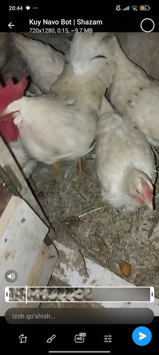 Tuxum yoʻnalishidigi lomin sendi tovuqlari sotladi