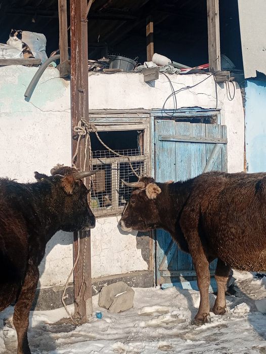 Продам стельных коров