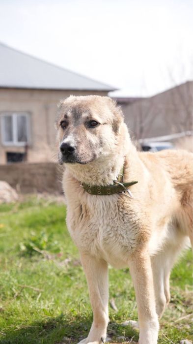 Филл. Молодой алабай. Ищет семью