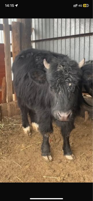 Кашар 370.   Лак туша 40