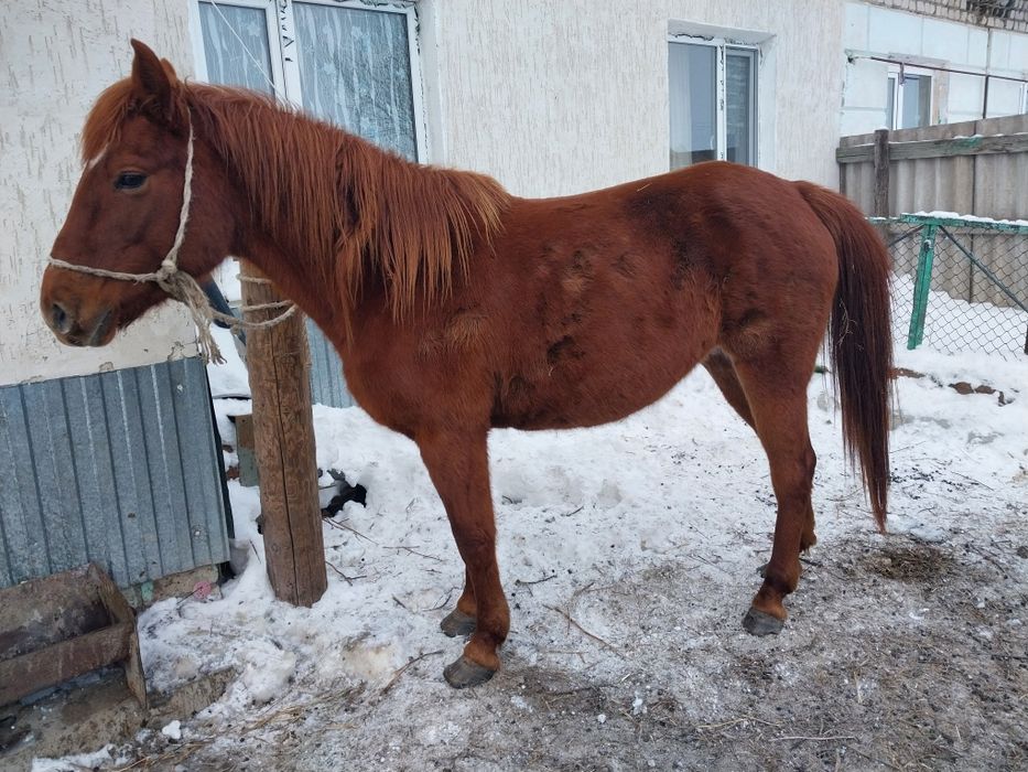 Бие сатылады 2 туган, минги