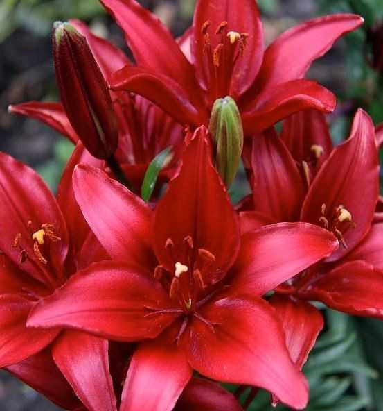 Bulbi / Rizomi de Crini Gigant Imperial , pt plantat, foarte parfumați