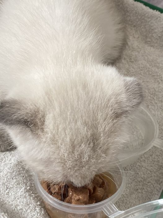 Кота в хорошие руки