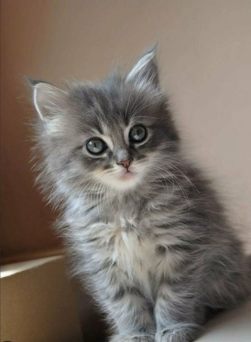 Отдам в добрые руки котёнка