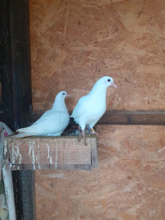 Vând porumbei toboșari arabi