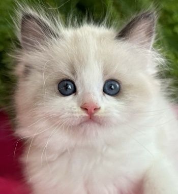 Регдол/// RAGDOLL /// момиче