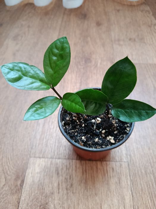 Долларовое дерево.