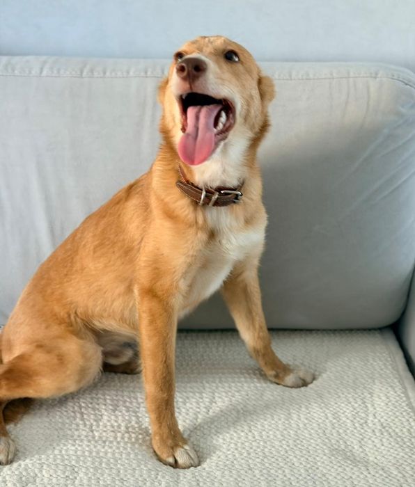 Отдам в добрые руки