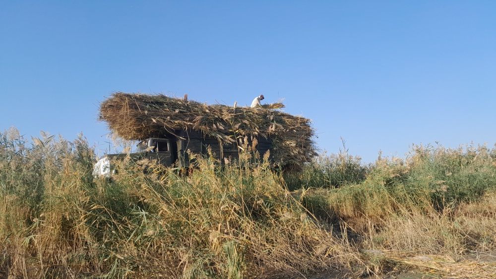 QAMISH birbog 1 kvadrat bullungur jomboy samarqand shaxarlarga dastafk