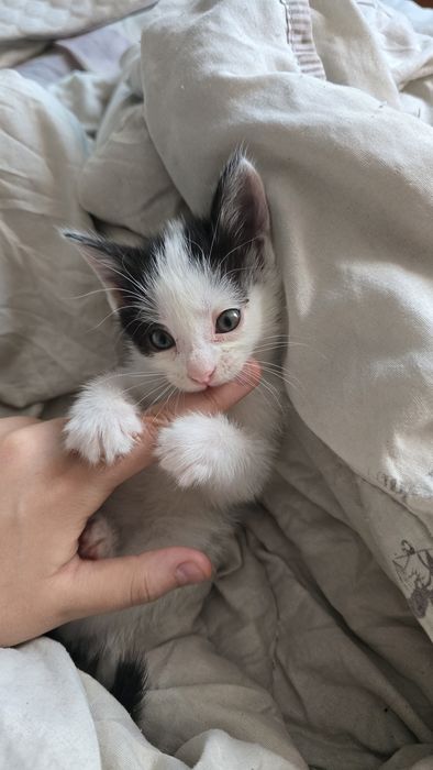 Котята девочки в добрые руки.