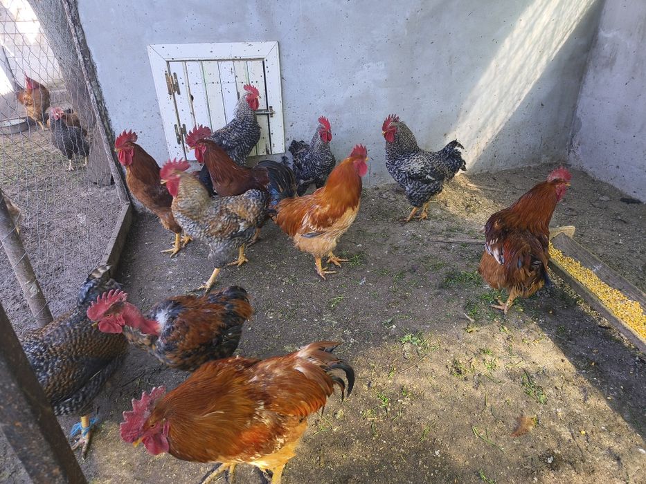 Bună ziua ! Vând cocșei crescuți la țară cu cereale bio .