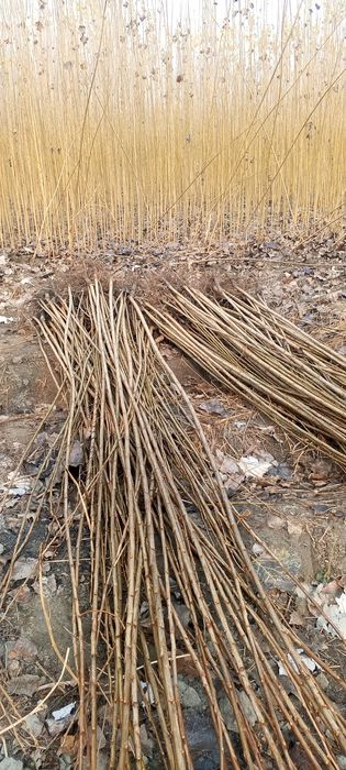 Terak koʻchatlar sveji kavlab yetkazib beriladi