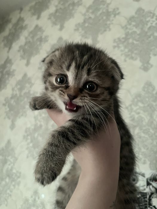 продам котенка, девочка