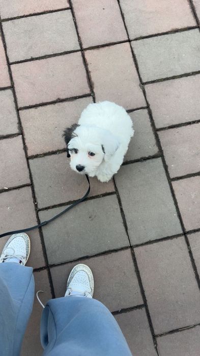Vând cățeluș bichon