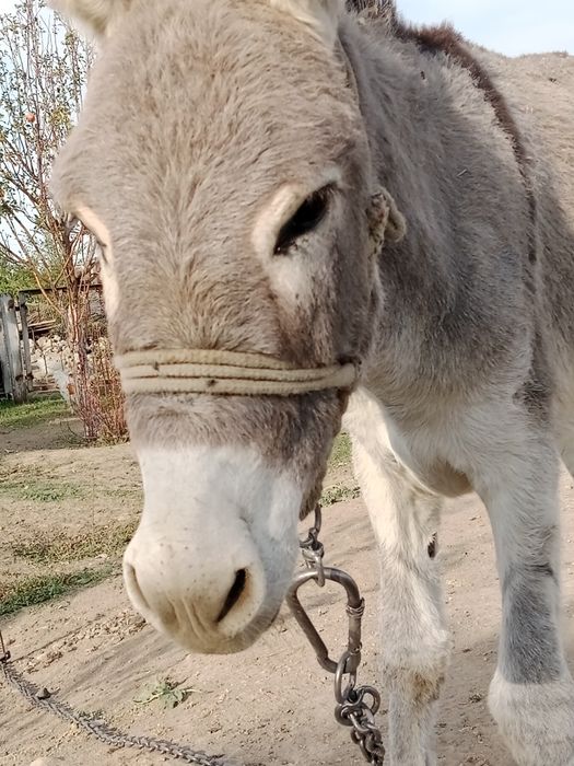 Осёл продается 1.5 год