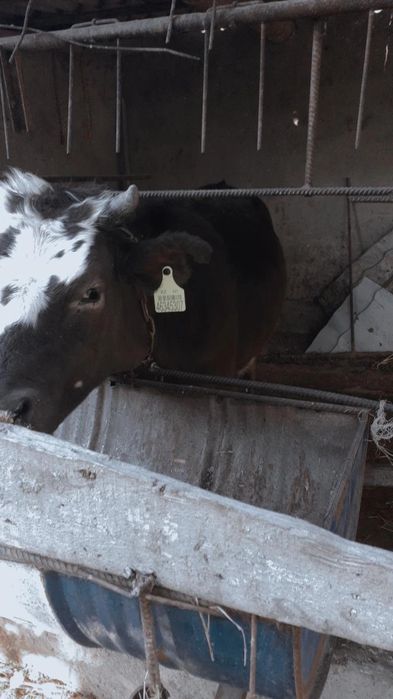 Таналарр сатылады семіз