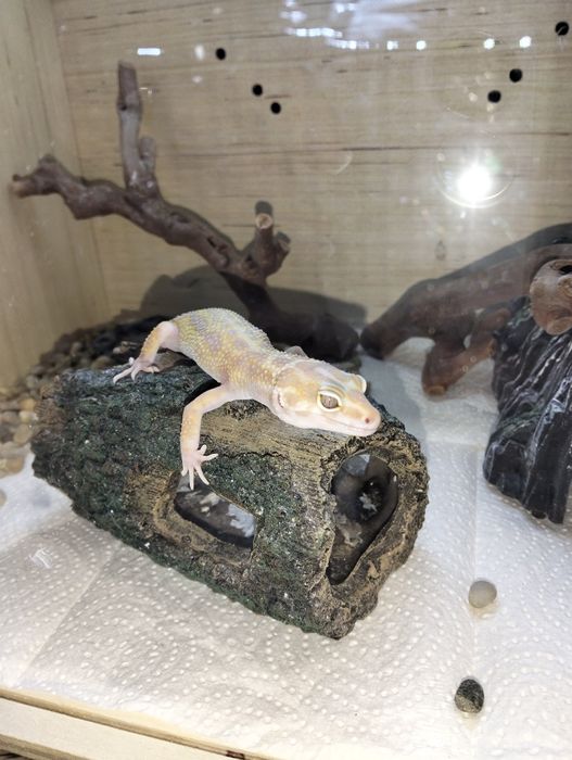 Продаю эублефары (пятнистые гекконы)