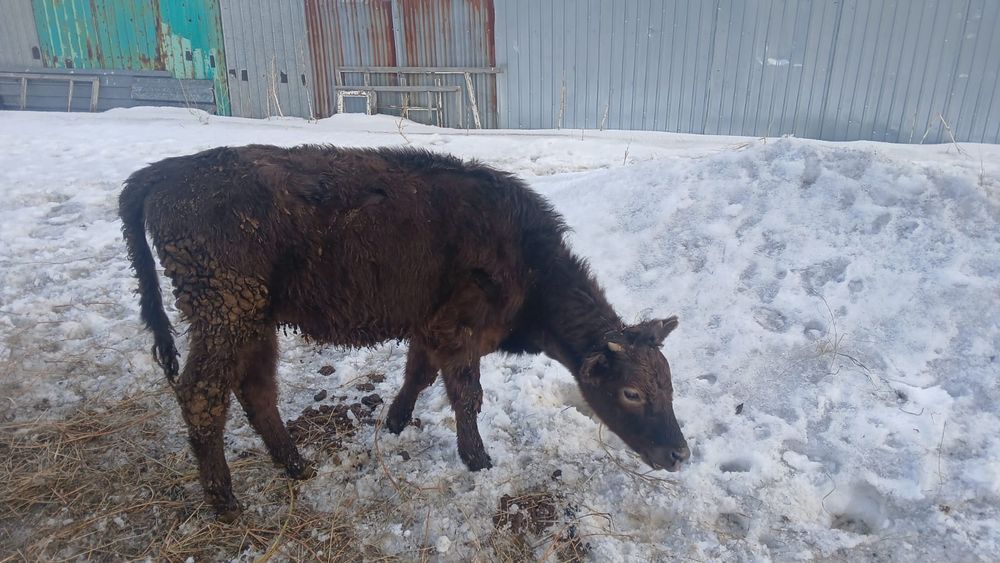 Продам телек срочно