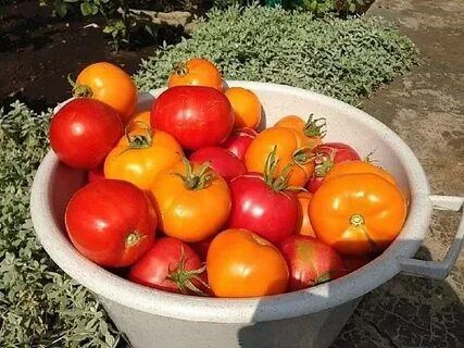 Продам дачные помидоры