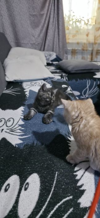 Британские котята,  клубные,  готовы  резерву!