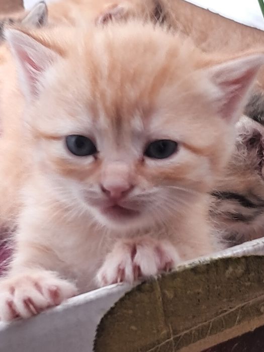 Котята рыжие мальчик 1 месяц