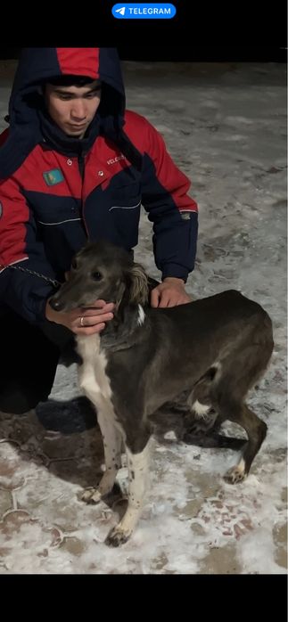 Шашақ қаншық тазы сатылады