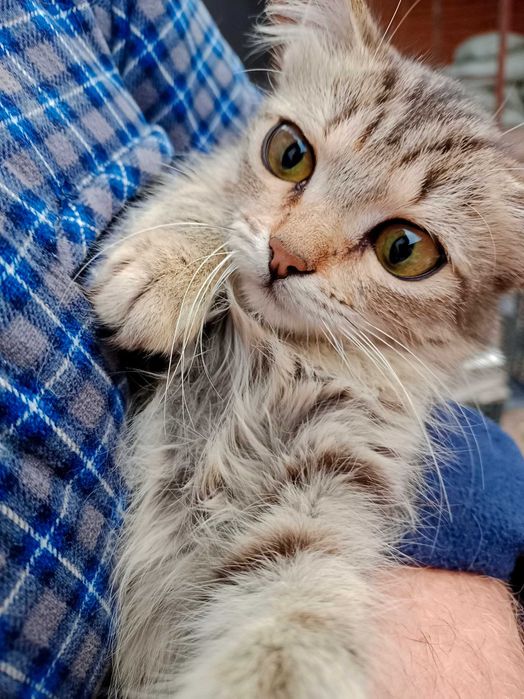 Котята бесплатно в добрые руки