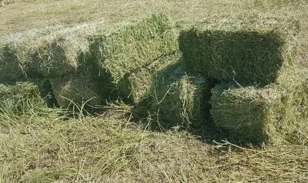 Продам сено тюковое