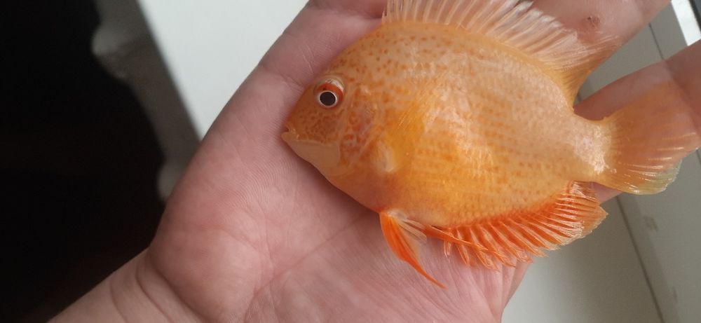 Severum (lojniy diskus)