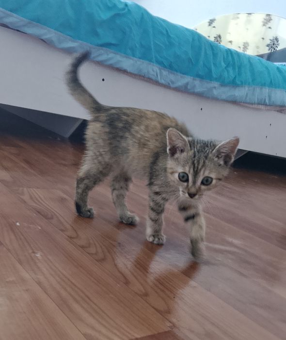 Отдам даром котенка