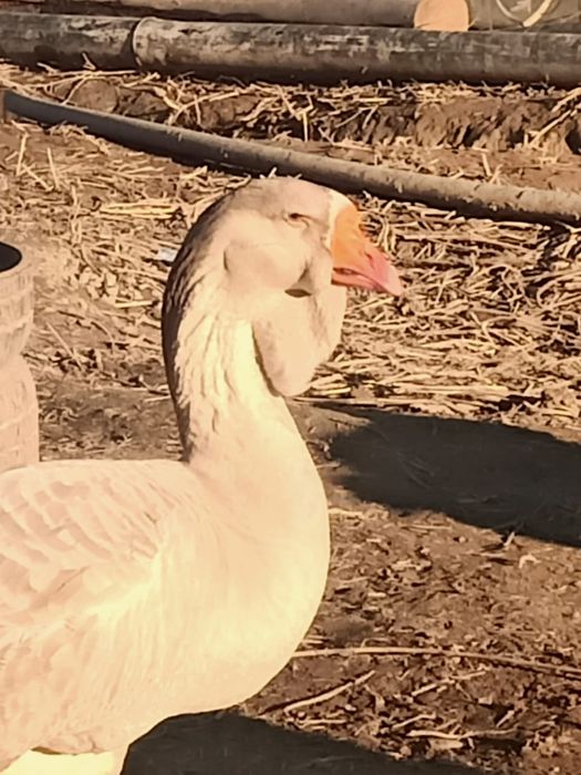 Молодой холмогор