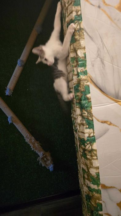 Кот, 4 месяца, зовут Рубль