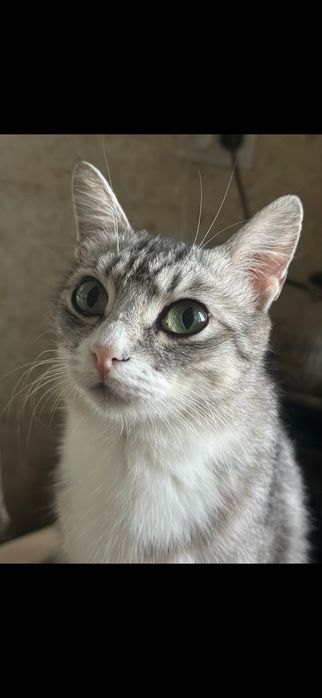 Пропала кошка !!! SOS