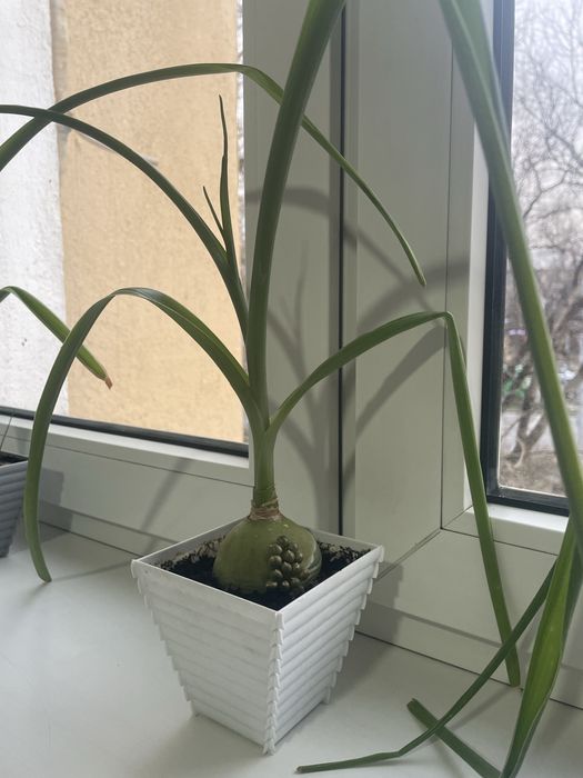 Индийский лечебный лук