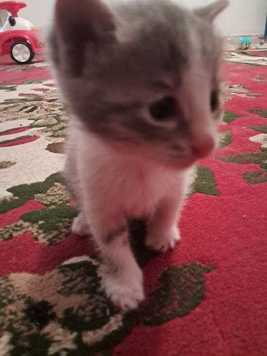 Котята ,мысықтың балалары