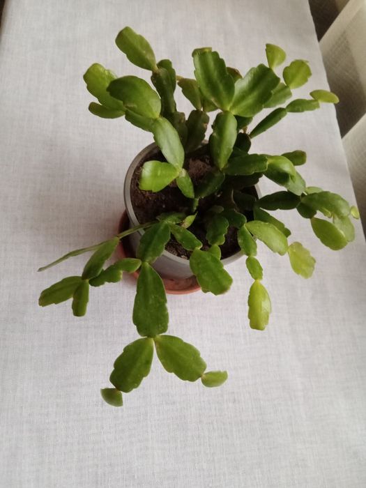 Растения по 1000 тенге.