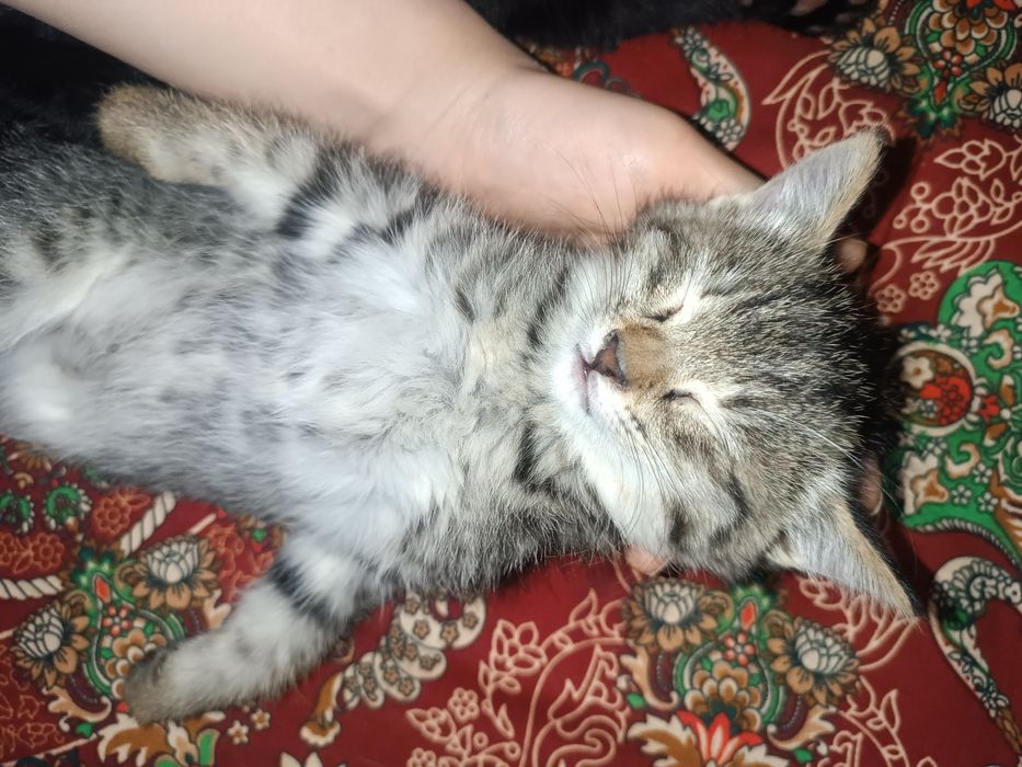3 кота 1 турецкая ангора